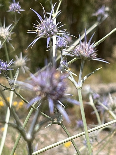 Eryngium ovinum (blue devil) (alternate view 7)