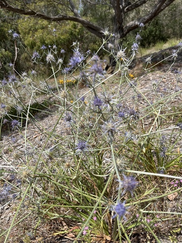 Eryngium ovinum (blue devil) (alternate view 8)