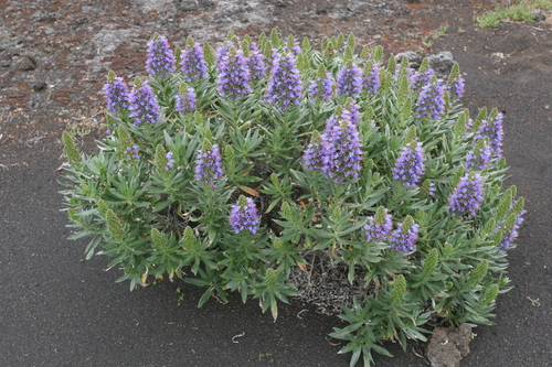 Echium webbii (alternate view 5)