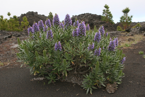 Echium webbii (alternate view 4)
