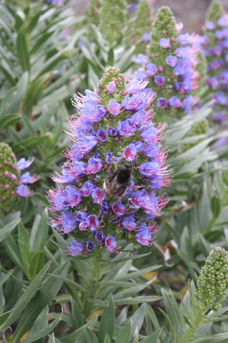Echium webbii (alternate view 6)
