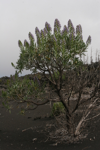 Echium webbii (alternate view 3)