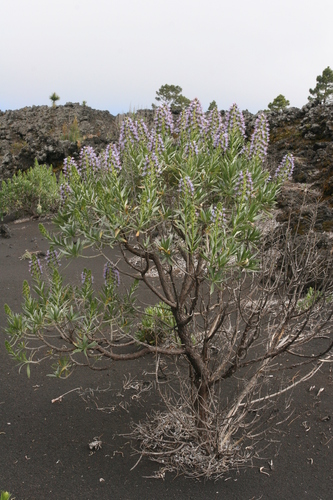 Echium webbii (alternate view 2)