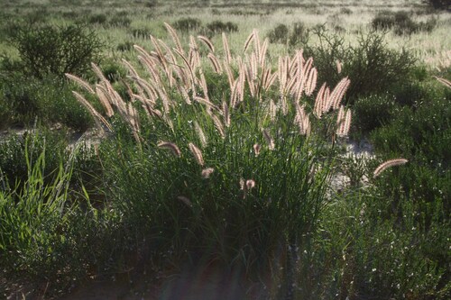 Cenchrus setaceus (Fountain Grass)