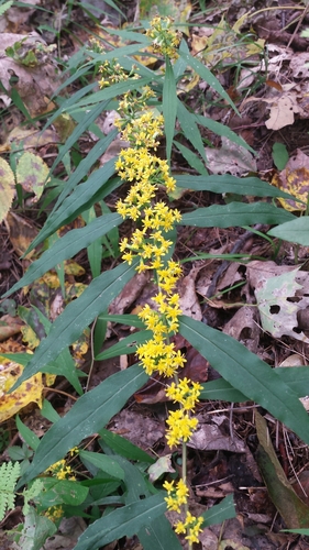 Solidago caesia (bluestem goldenrod)