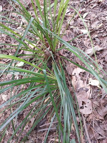 Gahnia (Saw-sedges) (alternate view 2)
