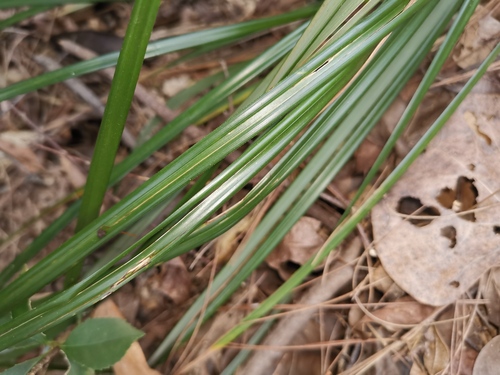 Gahnia (Saw-sedges) (alternate view 3)