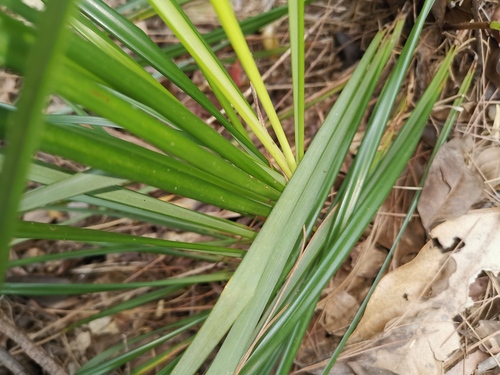 Gahnia (Saw-sedges) (alternate view 4)