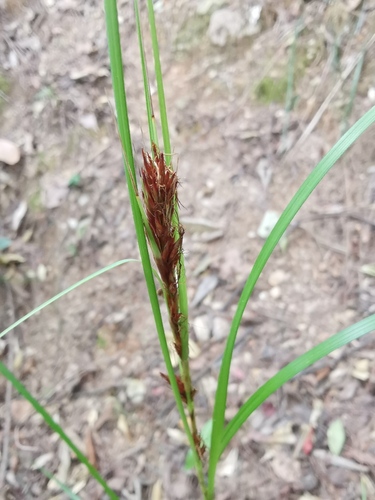 Gahnia (Saw-sedges)