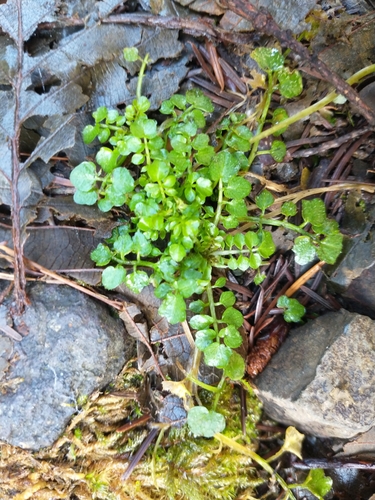 Cardamine flexuosa (wavy bittercress)