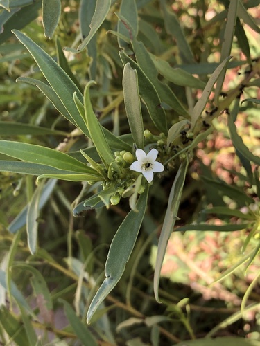 Myoporum montanum (waterbush) (alternate view 3)