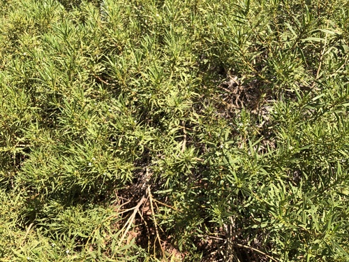 Myoporum montanum (waterbush) (alternate view 4)