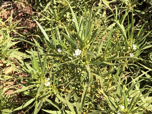 Myoporum montanum (waterbush) (alternate view 5)