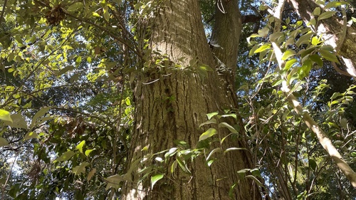 Castanopsis cuspidata (Japanese Chinquapin)