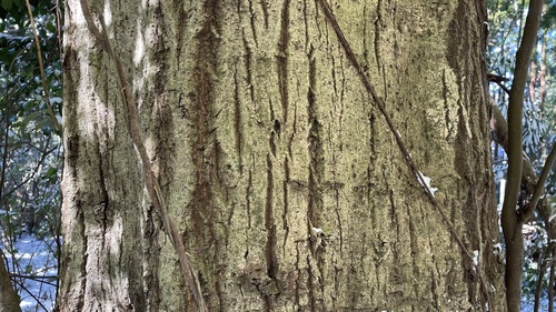 Castanopsis cuspidata (Japanese Chinquapin)