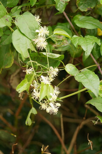 Clematis glycinoides (Headache Vine) (alternate view 2)