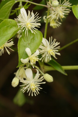 Clematis glycinoides (Headache Vine)