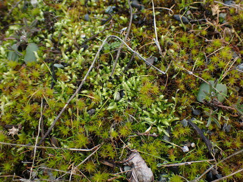 Homalothecium (homalothecium mosses) (alternate view 9)