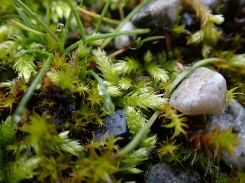 Homalothecium (homalothecium mosses) (alternate view 8)