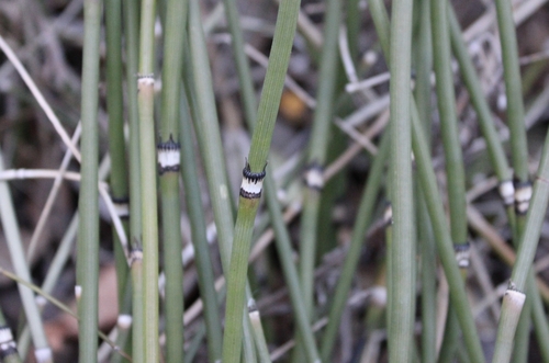 Equisetum × ferrissii (Ferriss' horsetail)