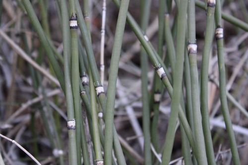Equisetum × ferrissii (Ferriss' horsetail) (alternate view 2)