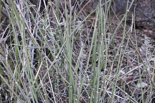 Equisetum × ferrissii (Ferriss' horsetail) (alternate view 3)