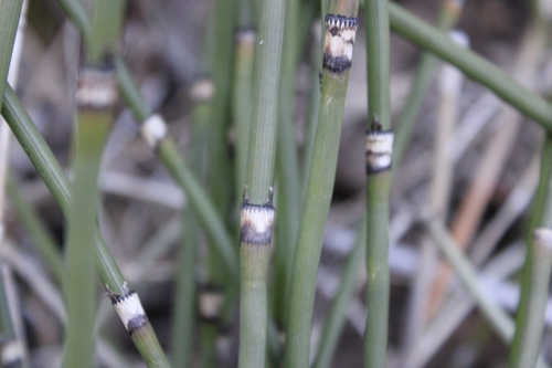 Equisetum × ferrissii (Ferriss' horsetail) (alternate view 4)