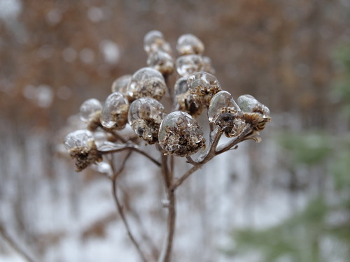 Tanacetum vulgare (common tansy)