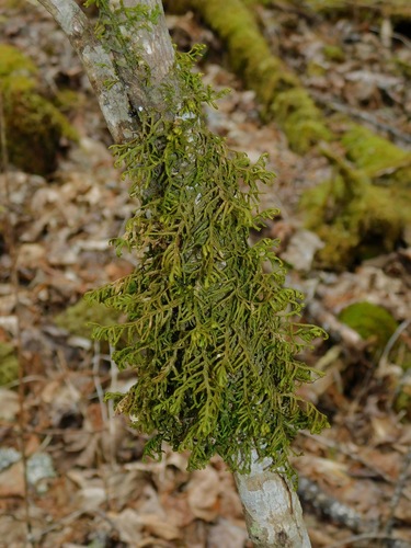 Porella