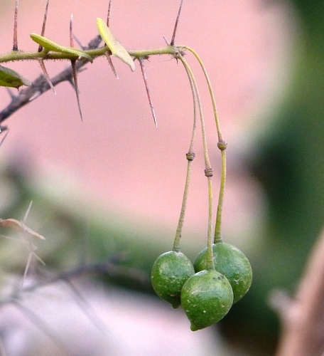 Capparis (Caperbushes) (alternate view 5)
