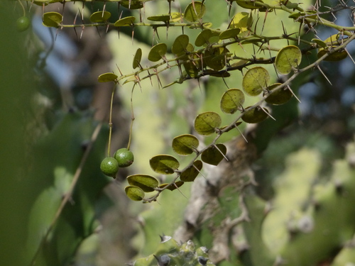 Capparis (Caperbushes) (alternate view 6)