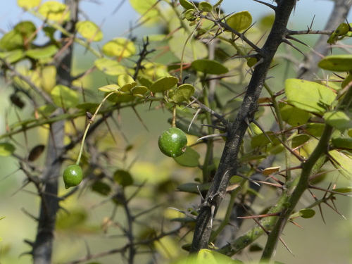 Capparis (Caperbushes) (alternate view 7)