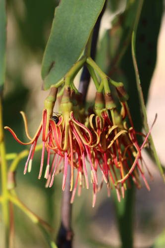 Amyema miquelii (Box Mistletoe) (alternate view 7)