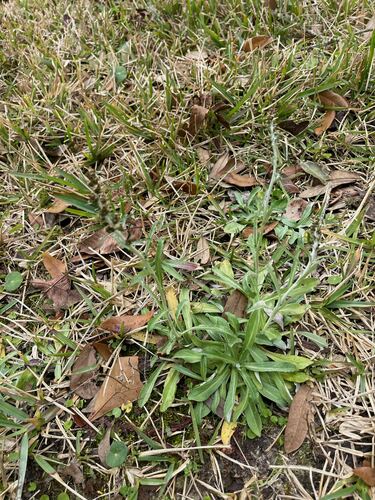 Gamochaeta (Everlastings and Cudweeds) (alternate view 5)