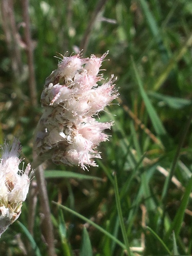 Antennaria neglecta (Field Pussytoes) (alternate view 8)
