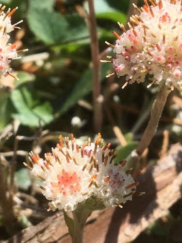 Antennaria neglecta (Field Pussytoes) (alternate view 9)