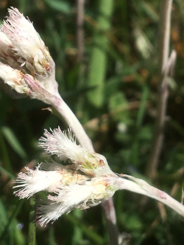Antennaria neglecta (Field Pussytoes) (alternate view 10)