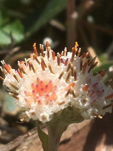 Antennaria neglecta (Field Pussytoes) (alternate view 11)