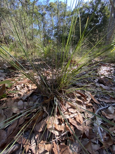 Lomandra confertifolia (clumped matrush)