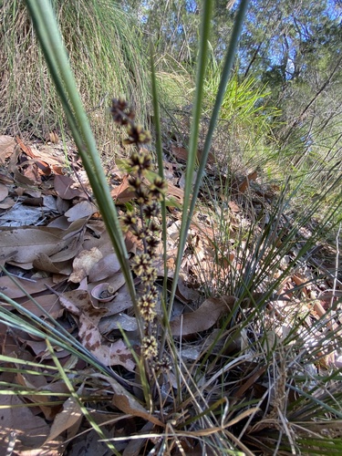 Lomandra confertifolia (clumped matrush) (alternate view 2)