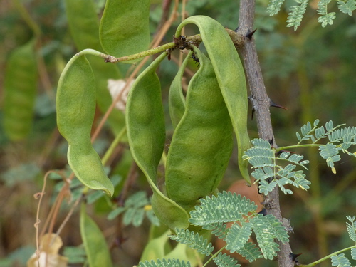 Senegalia (Hook-Thorns) (alternate view 6)