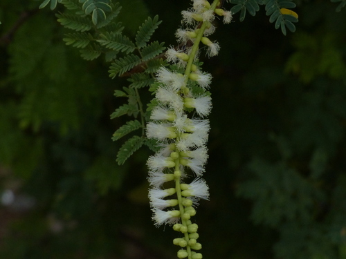 Senegalia (Hook-Thorns) (alternate view 7)