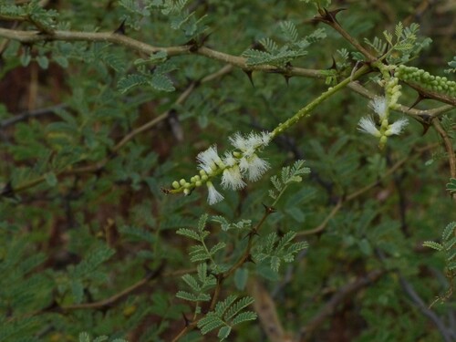 Senegalia (Hook-Thorns) (alternate view 8)