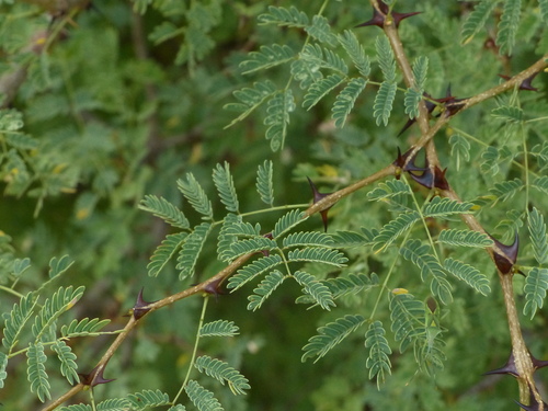 Senegalia (Hook-Thorns) (alternate view 9)
