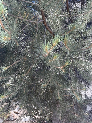 Pinus monophylla (singleleaf pinyon) (alternate view 4)