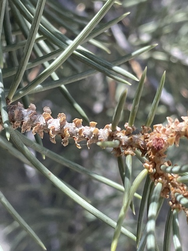 Pinus monophylla (singleleaf pinyon) (alternate view 5)
