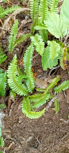Blechnum penna-marina (Alpine Water Fern)