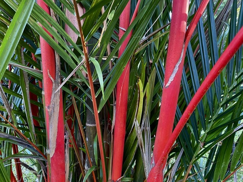 Cyrtostachys renda (Sealing Wax Palm)