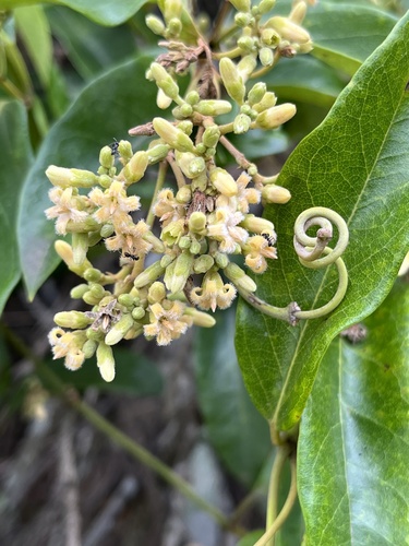 Parsonsia straminea (Common Silkpod) (alternate view 7)