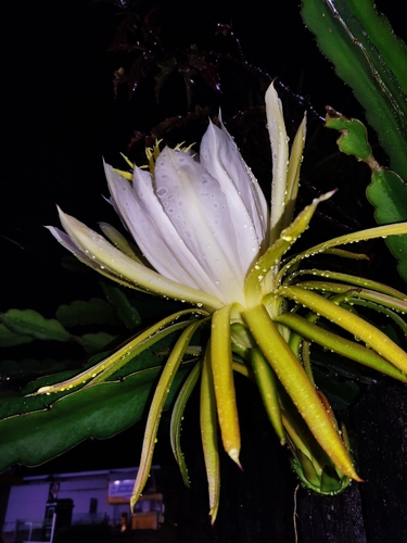Selenicereus undatus (Dragon Fruit) (alternate view 3)